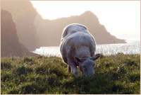 Sheep in Shetland